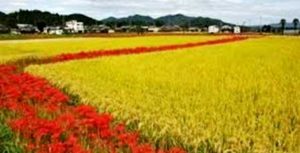 5 Cara Ampuh Mengusir Burung Hama Padi