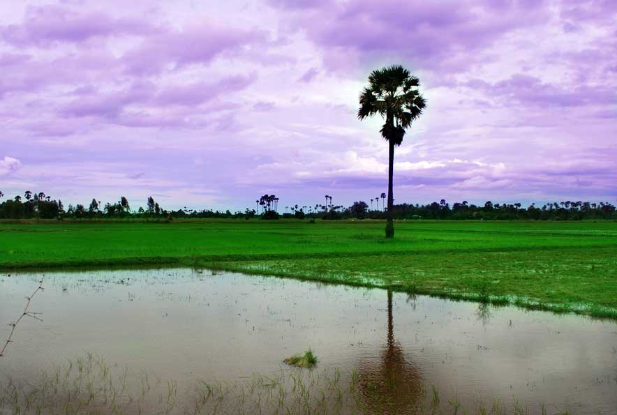 Sawah
