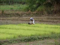 Pembibitan Padi Organik