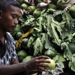 Eksportir Jambu Taiwan Asal Pedesaan
