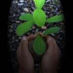 Kita Merusak, Kita Wajib Menanam Pohon
