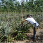 Kebun Nanas & Lada Penyelamat Belitung