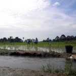 Bertani Organik, Merdeka dari Ketergantungan Luar