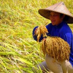 Mitos Seputar Makanan Organik