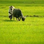 DPR Klaim Sepakati RUU Pangan