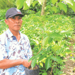 Meraup Untung dari Bibit Rambutan