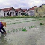 Konversi Lahan di Sergai Mengkhawatirkan