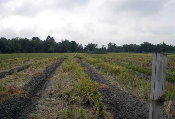 Lahan Sawah, tanaman pangan padi yang siap dialihkan pada tanaman ubi untuk industri di desa Bantan, Dolok Masihul, Serdang Bedagai.