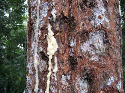 Getah kemenyan dari tanah Batak yang sangat termasyhur di dunia selama berabad.