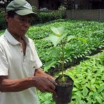 Berbisnis Bibit Jabon, Hasilnya Babon