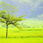 Padi Organik di 3 Kabupaten akan Disertifikasi