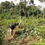 Kawanan Gajah Rusak Kebun Karet Petani
