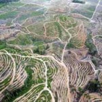 Korupsi Rusak Hutan Indonesia