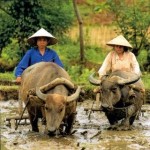 Ratusan Petani Organik Siap Merapat ke Pesisir Sumbar