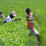 MK: Petani Kecil Kembangkan Plasma Nutfah Tak Perlu Izin Pemerintah