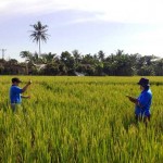 Kini Saatnya...!!! Petani Kecil Boleh Kembangkan Varietas Unggul
