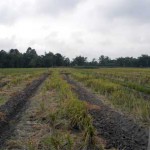 Alih Fungsi Lahan Pertanian Sergai Berbeda-beda