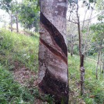 Petani Butuhkan Kepastian Harga Getah Karet