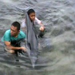 Petugas Gagal Giring Lumba-lumba dari Wampu ke Laut