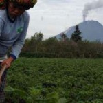 Ribuan Hektar Lahan Pertanian Rusak Akibat Letusan Gunung Sinabung