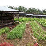Limbah Pelepah Sawit untuk Pakan Ternak Sapi, Limbah Sapi untuk Biogas dan Pupuk 