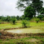 Pemda Seluma Kebut Pembuatan Perda Larangan Sawit
