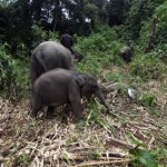 UNESCO: Hutan Sumatera di Daftar 38 Warisan Dunia Yang Terancam