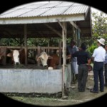 Susu Sapi Organik Bikin Jantung Sehat