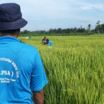 Potensi Pertanian Organik di ASEAN