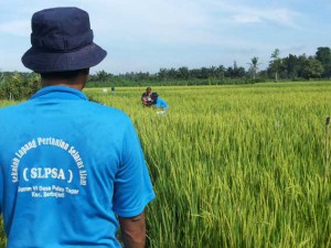 Sekolah lapangan peertanian selaras alam (SL-PSA) untuk mempraktikkan pertanian organi di desa Pulau Tagor, Serbajadi, Serdang Bedagai.