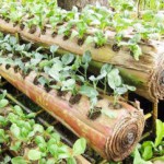 Berkebun Sayuran di Atas Batang Pisang