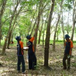 Pentingnya Pemahaman Budidaya Karet