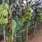 FAO Peringatkan Petani Dunia soal Ancaman Jamur Pisang