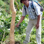 Kawanan Gajah Rusak Pohon Karet Petani di Sei Lepan