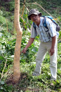 Pohon karet rakyat yang diserang kawanan gajah di Dusun Damar Hitam, Desa Mekar Makmur, Sei Lepan, Langkat, Sumut.