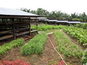 Ternak-Sapi-PPKS-Bukit-Sentang