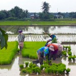 Pertanian Organik, Jawaban Masa Depan Petani