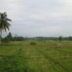40 ha Sawah di Madina Jadi Lahan Tidur