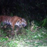 Geger, Dua Ekor Harimau Masuk Kampung di Langkat