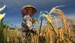 petani-memotong-batang-padi