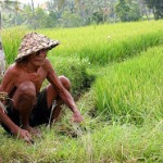 Pemerintah Didorong Lebih Perhatikan Petani Kecil