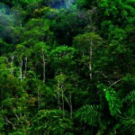 Bom Waktu Perusaklan Hutan