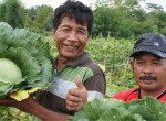 Panen Optimal dengan Menggunakan Pupuk Organik