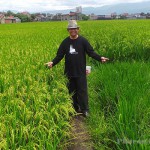 Pupuk Organik Hasilkan 14 Ton Padi Per Hektar