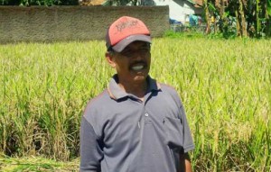 Uji coba penanaman padi organik di Kecamatan Rancaekek yang teraliri limbah industri dinyatakan berhasil. Jumlah produksi padi naik lebih dari 100 persen. (Foto: Kompas.com/Reni Susanti)
