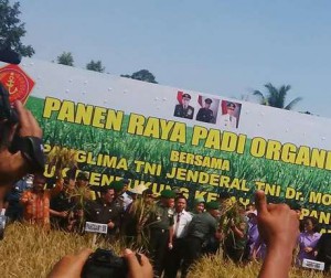 Padi Organik Militer