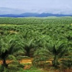 Perkebunan Kecil Ancaman Hutan Sumatra Berikutnya