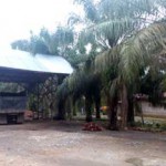 Harga Sawit Anjlok, Hasil 1 ha Setara 1 Karung Beras