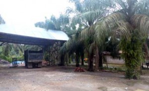 Kondisi RAM (penampungan TBS sawit) nampak sepi, petani tidak memanen sawitnya karena biaya operasional panen tidak sebanding dengan harga jual.