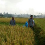 Stok Beras Awal Tahun Diperkirakan Terganggu